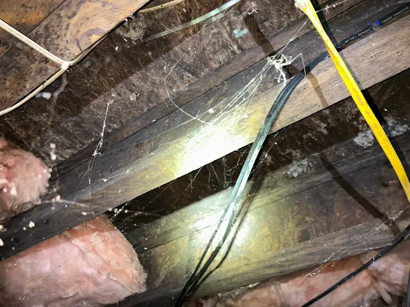 Dark mold on wooden joists and sheathing with insulation and wiring running between them