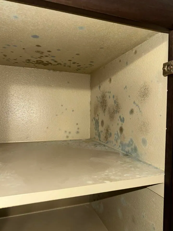 Mold spots inside a white storage cabinet on the shelves and back panel