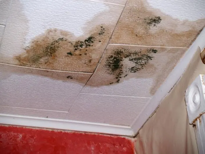 Water-stained ceiling panels with dark mold spots spreading near a wall