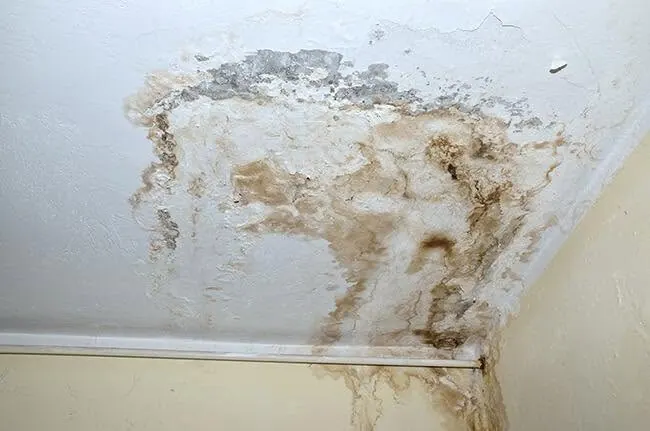 Brown water stain with mold on a ceiling corner
