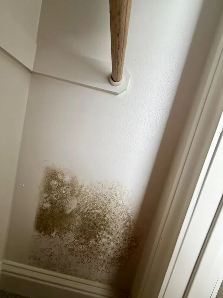 Dark mold speckles low on a painted closet wall