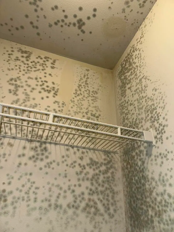 Mold spots on the walls of a small closet
